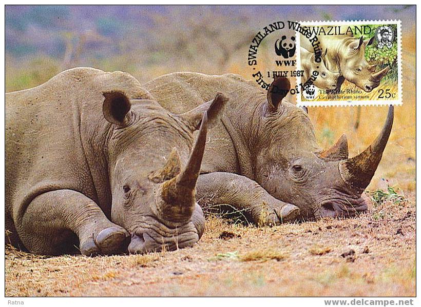 Swaziland : CM Carte Maximum Rhinoceros Blanc Pachyderme Afrique Cerathotherium Simum WWF - Rhinozerosse