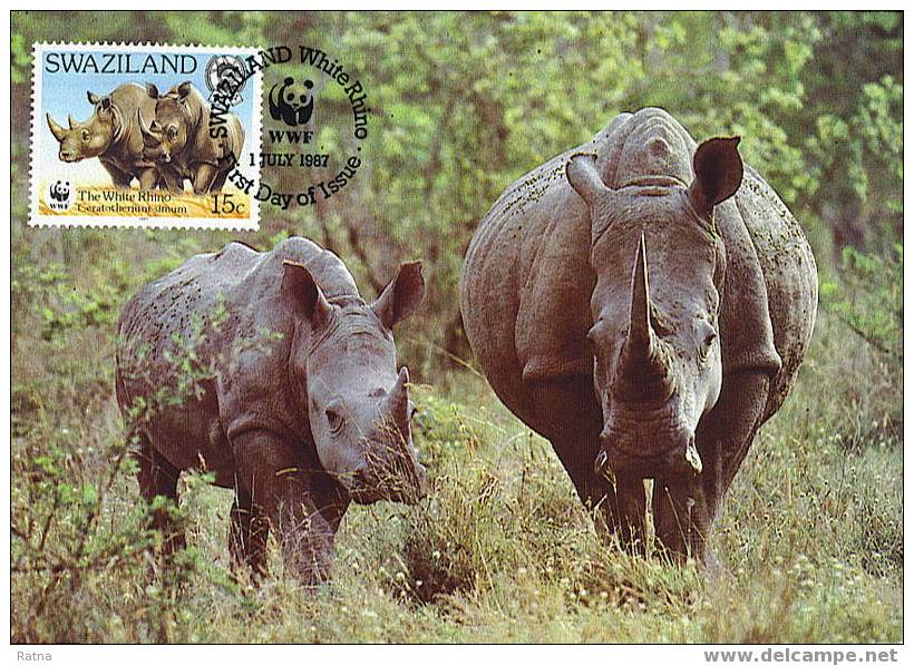 Swaziland : CM Carte Maximum Rhinoceros Blanc Pachyderme Afrique Cerathotherium Simum WWF - Rhinozerosse