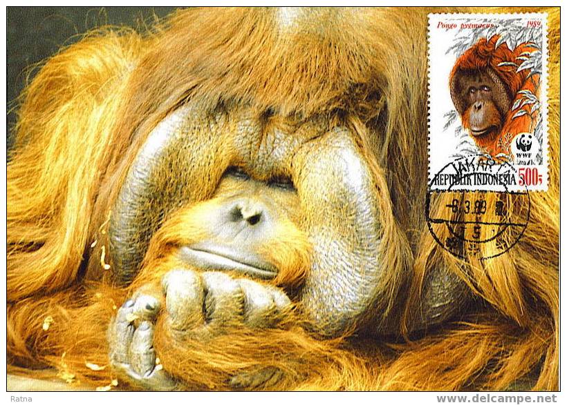 Indonesie : CM Carte Maximum Orang-outan Orangutan Pongo Pygmaeus Singe Primate Mammifere Animaux WWF - Singes