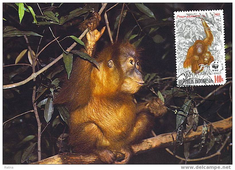 Indonesie : CM Carte Maximum Orang-outan Orangutan Pongo Pygmaeus Singe Primate Mammifere Animaux WWF - Singes