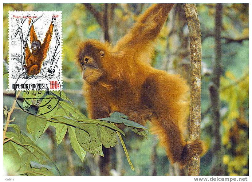 Indonesie : CM Carte Maximum Orang-outan Orangutan Pongo Pygmaeus Singe Primate Mammifere Animaux WWF - Apen