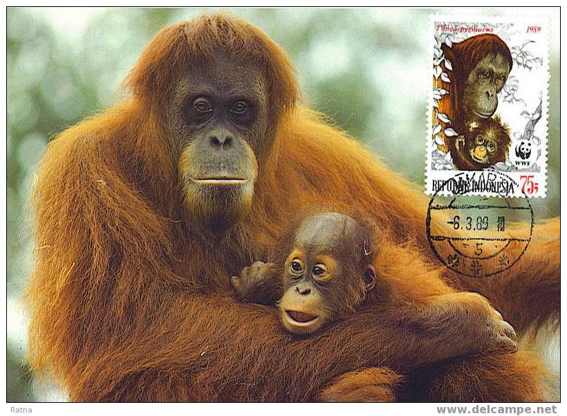 Indonesie : CM Carte Maximum Orang-outan Orangutan Pongo Pygmaeus Singe Primate Mammifere Animaux WWF - Monkeys