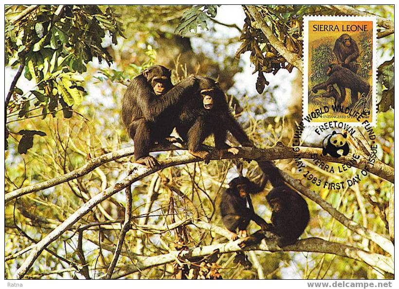 Sierra Leone : CM Carte Maximum Chimpanze Schimpanse Pan Troglodytes Singe Primate Mammifere Animaux WWF - Monkeys