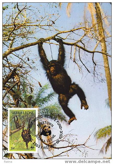 Sierra Leone : CM Carte Maximum Chimpanze Schimpanse Pan Troglodytes Singe Primate Mammifere Animaux WWF - Monkeys