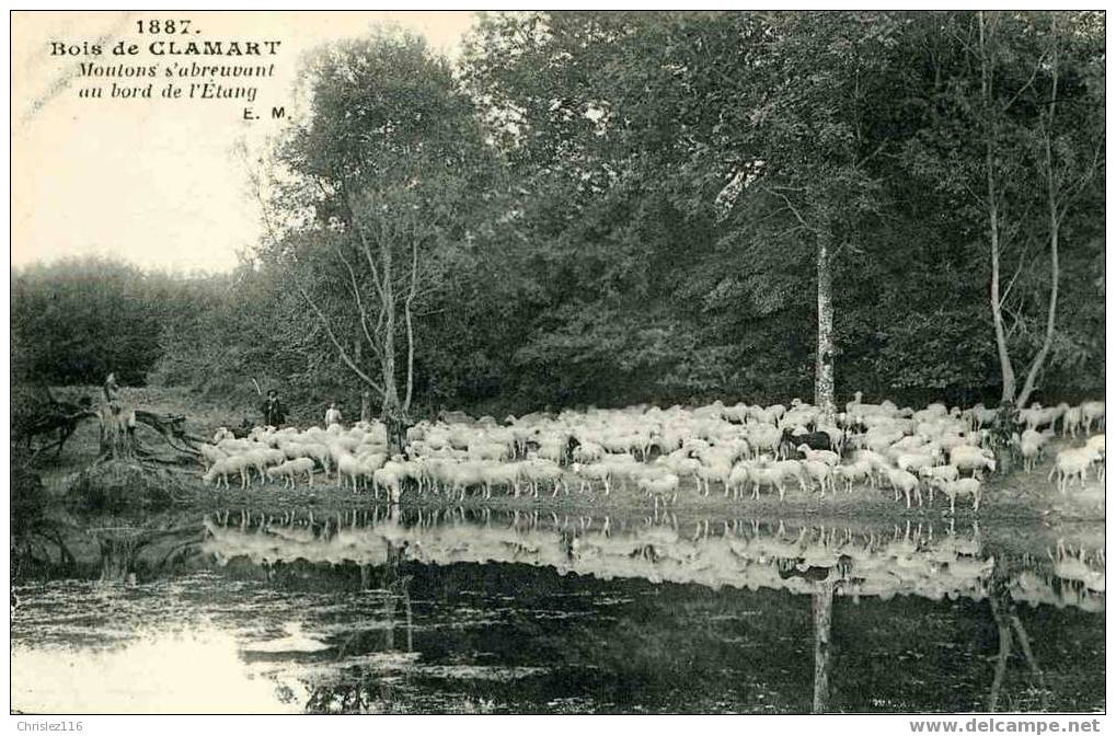 92 CLAMART Moutons S'abreuvant Au Bord De L'étang - Clamart