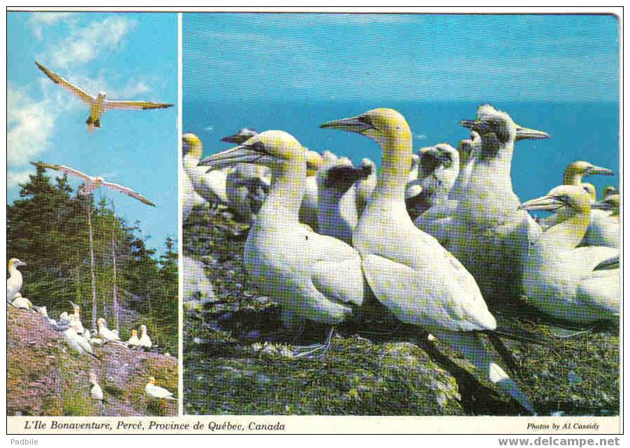 Carte Postale  CANADA  L'Ile De Bonaventure Avoisinant Le Rocher Percé Fou-de-Bassan - Moderne Ansichtskarten