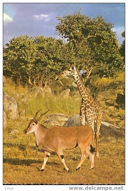GIRAFFE - Giraffes