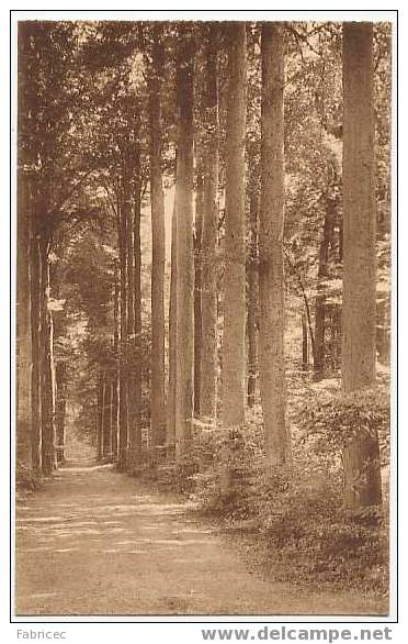 Gaasbeek - Parc - Allée Le Long Des étangs. - Lennik