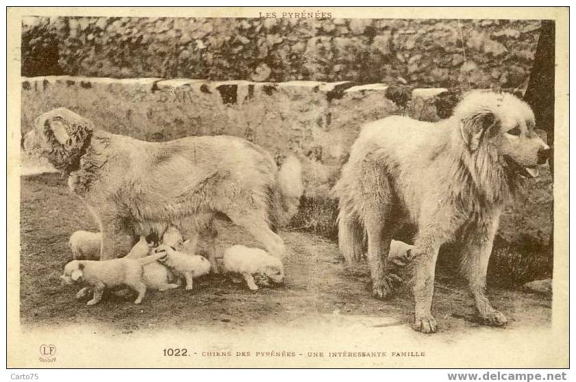 CHIENS Des PYRENEES - Intéressante Famille - Chiens