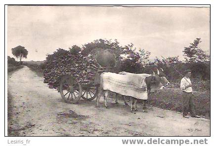 CPA - ATTELAGE BASQUE - 120 - N. D. - POSTEE DE ST JEAN DE LUZ - 1911 - Equipaggiamenti