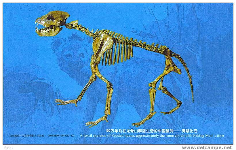 Chine : Entier Prehistoire Archéologie Homme Pekin Squelette Hyene Carnivore Site Zhoukoudian Patrimoine Fossile - Préhistoire