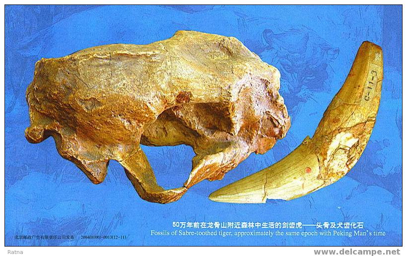 Chine : Entier Prehistoire Archéologie Homme Pekin Crane Tigre Dent Sabre Carnivore Site Zhoukoudian Patrimoine Fossile - Prehistoria
