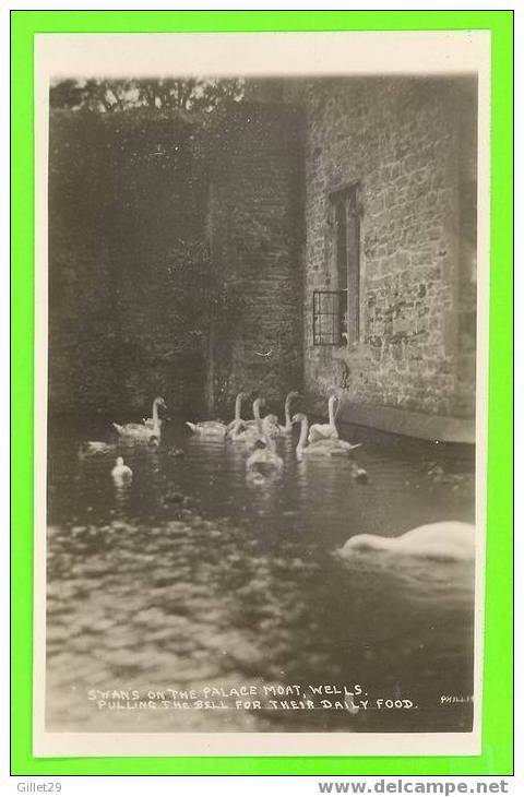 WELLS, UK  - SWAN´S ON THE PALACE MOAT - PULLING THE BELL FOR THE FOOD - PHILLIPS - - Wells