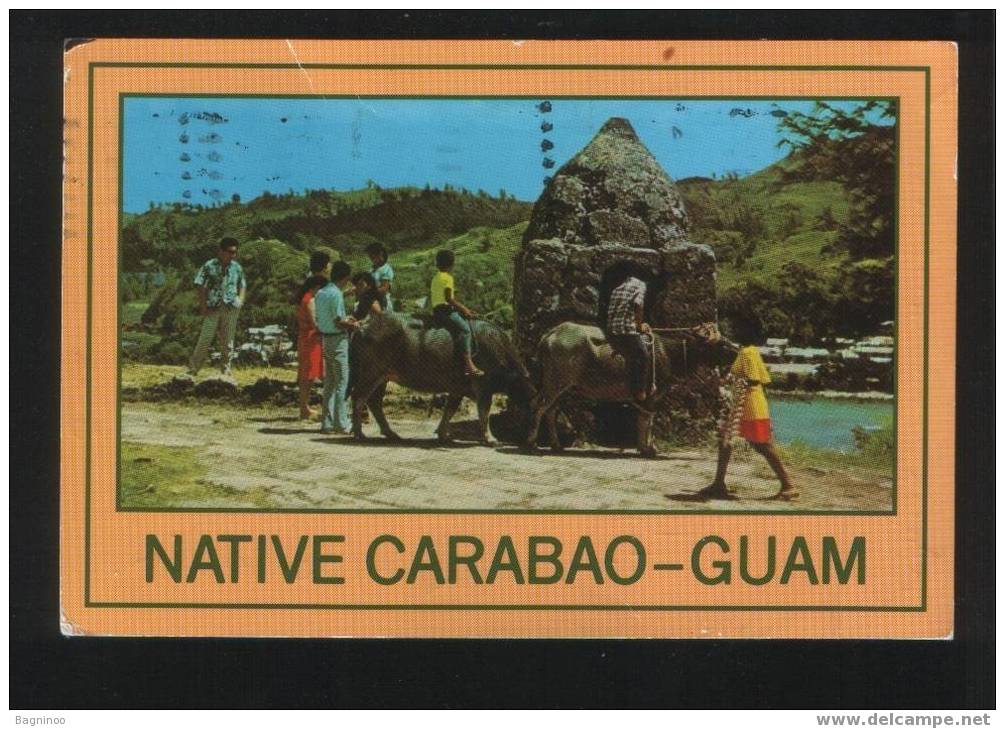 GUAM Postcard - Bull