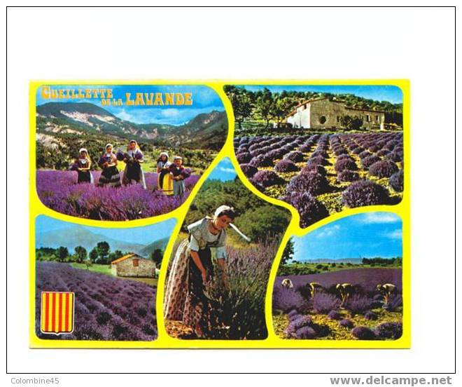 Cpm Provence La Culture De La Lavande - Landwirtschaftl. Anbau