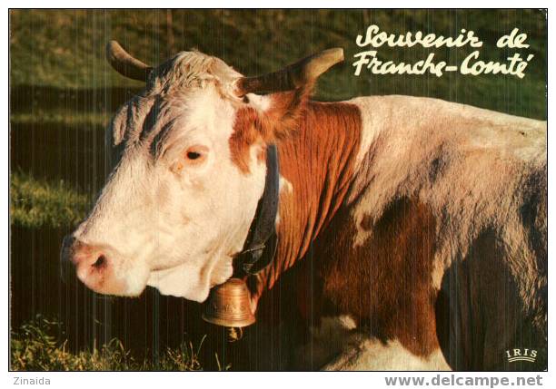 CARTE POSTALE DE VACHE - SOUVENIR DE FRANCHE COMTE - Stiere