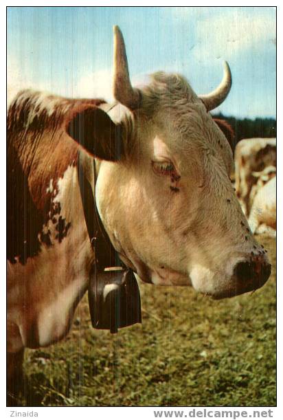 CARTE POSTALE DE VACHE - EN FLANANT EN FRANCHE COMTE - Taureaux