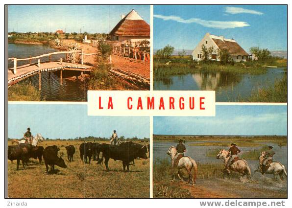 CARTE POSTALE DE CAMARGUE - TAUREAUX - CHEVAUX - Taureaux