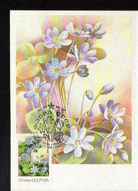 RUSSIE CARTE MAXIMUM NUM.YVERT 5003 FLEURS HEPATIQUE - Cartes Maximum