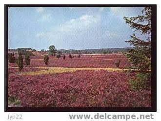 Jolie CP Allemagne Lüneburger Heide - Naturschutzgebiet Réserve Naturelle - Fleurs Bruyère ? - A Circulée - Lüneburger Heide