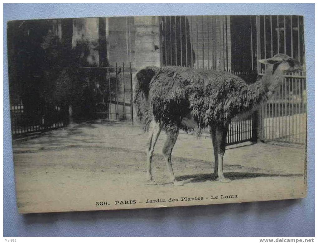 75 PARIS JARDIN DES PLANTES LAMA - Parques, Jardines