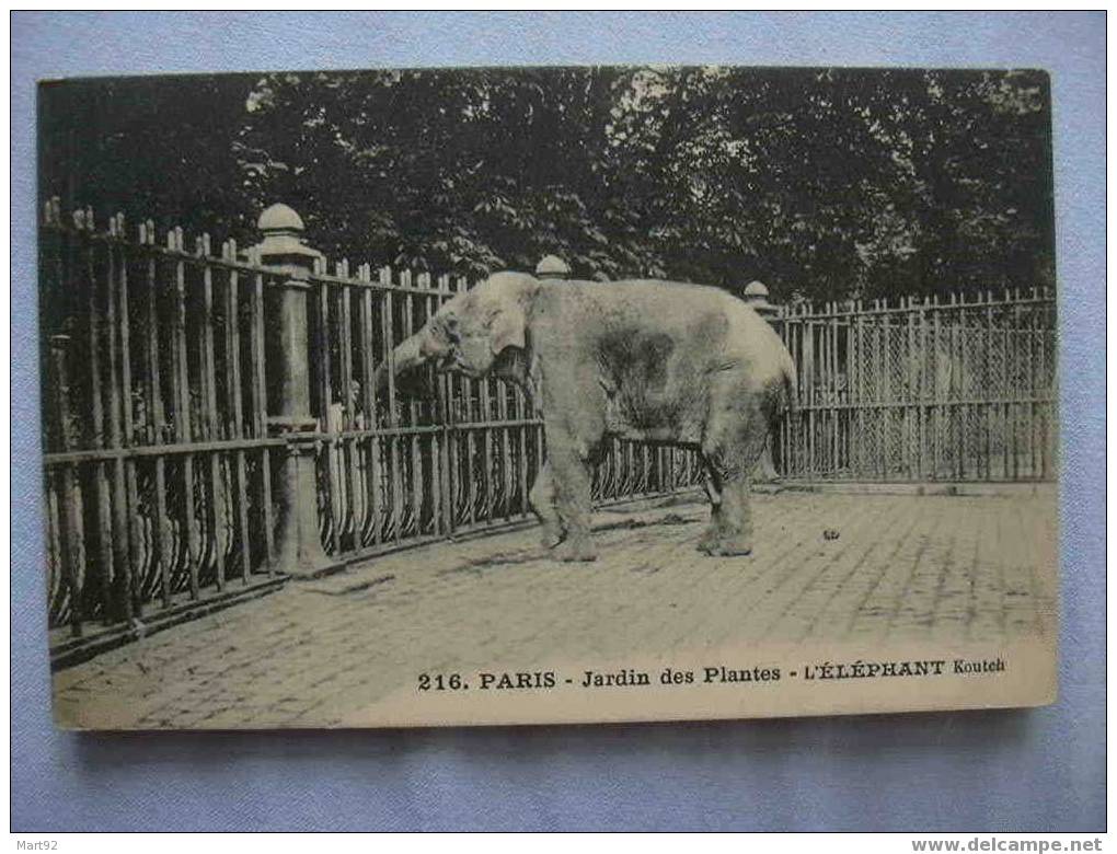 75 PARIS JARDIN DES PLANTES L  ELEPHANT KOUTCH - Parks, Gardens