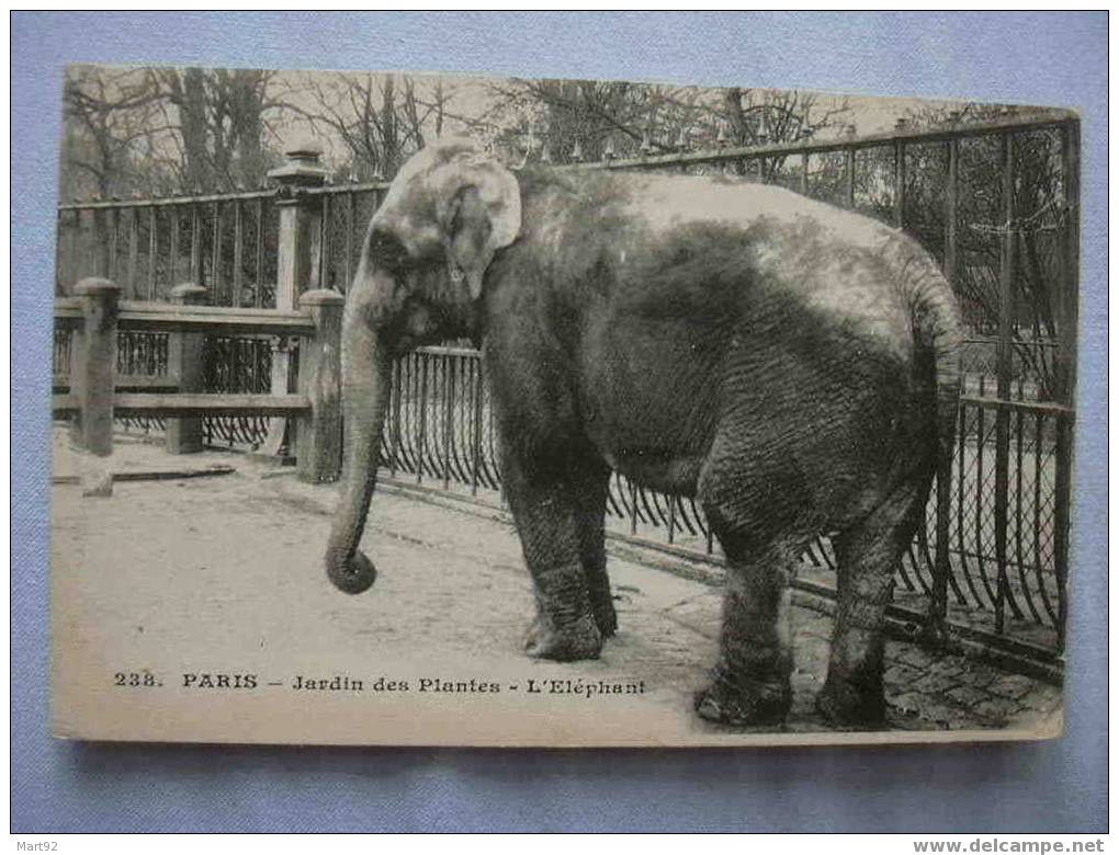 75 PARIS JARDIN DES PLANTES L  ELEPHANT - Parcs, Jardins