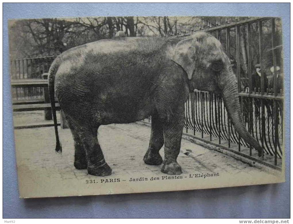 75 PARIS JARDIN DES PLANTES L  ELEPHANT - Parcs, Jardins