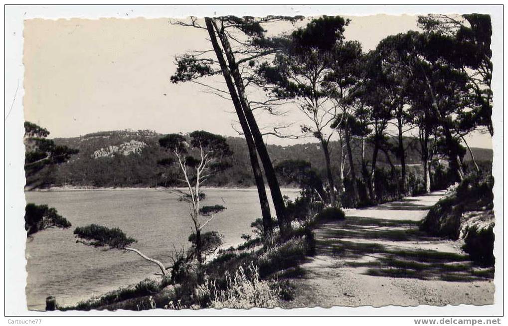 K2 - Île De PORQUEROLLES - La Pointe Du Pin - Au Fond, La Plage Notre-Dame (1957) - Porquerolles