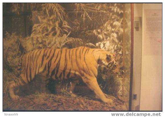 Tiger - Tigre - Tijger - TIGER ELEGY - India Tiger Specimen, USA - Tigres