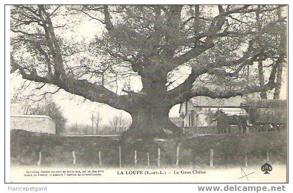 LA LOUPE - Le Gros Chêne - Attelage - La Loupe