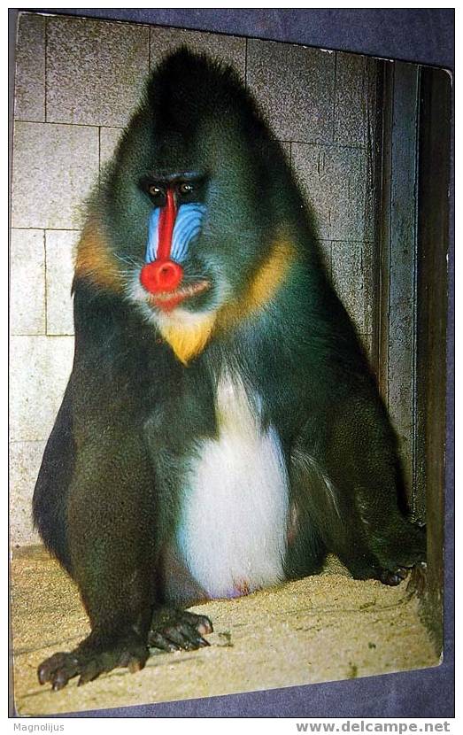 Mandril,Baboon,Monkey, Postcard - Scimmie