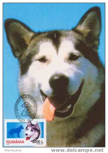 Roumanie  Chien 2001  Husky De Siberie   N° 4677 Obl.. Sur Carte - Gebruikt