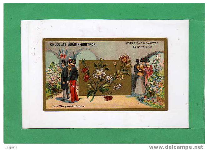 GUERIN BOUTRON - Botanique Illustrée - Les Chrysanthêmes - Guerin Boutron