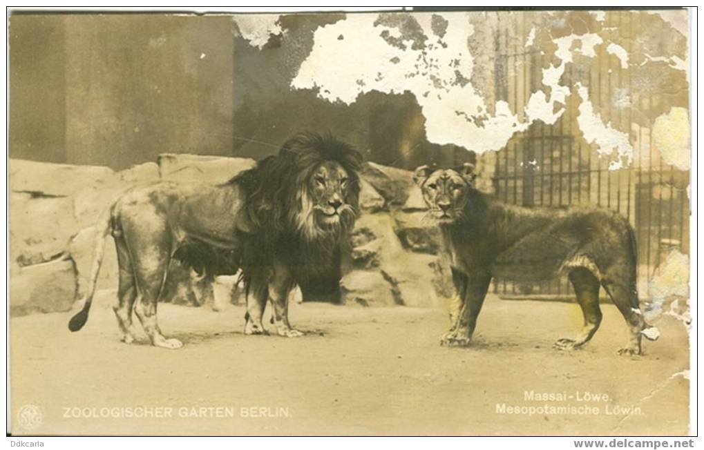 Zoologischer Garten Berlin - Fotokarte - Massai-Löwe - Mesopotamische Löwin - Wilmersdorf