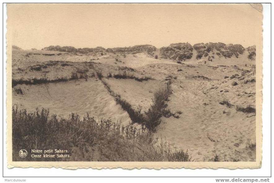 Wenduine. Onze Kleine Sahara, Duinen. Notre Petit Sahara, Dunes. - Wenduine