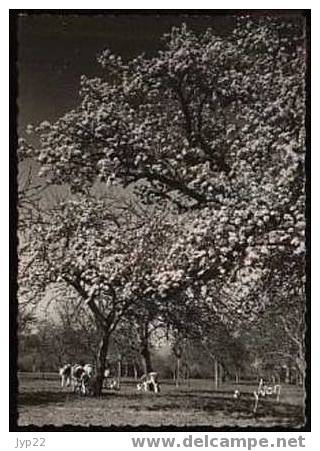 Jolie CP Ciselée Arbres En Fleurs En Normandie Printemps Normand Floréal - Pommiers Vaches Coq - Neuve - Autres & Non Classés