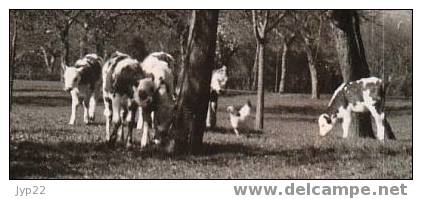 Jolie CP Ciselée Arbres En Fleurs En Normandie Printemps Normand Floréal - Pommiers Vaches Coq - Neuve - Autres & Non Classés