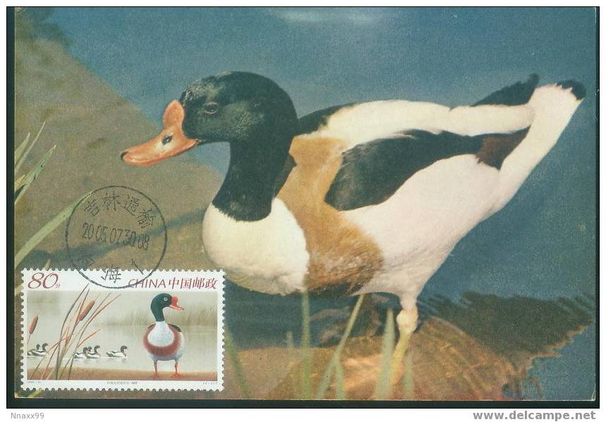 Bird - Oiseau - Common Shelduck (Tadorna Tadorna) Maximum Card (Maxicard, MC) - B - Canards