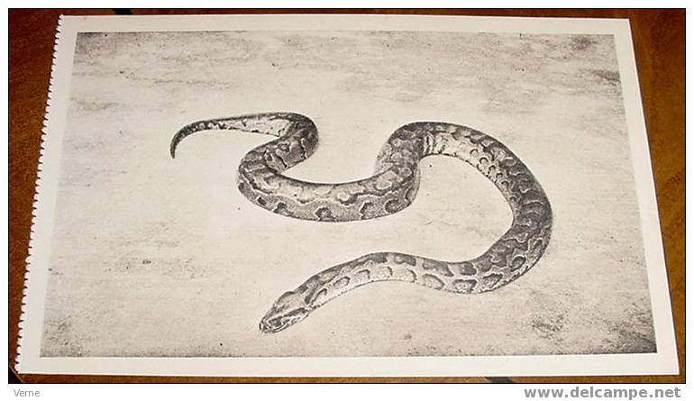 GUINEA ECUATORIAL ESPAÑOLA - SERPIENTE BOA - Foto Garcia . HAUSER Y MENET - SIN CIRCULAR - Äquatorial-Guinea