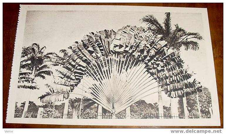 GUINEA ECUATORIAL ESPAÑOLA - FERNANDO POO, PALMERA DE AGUA - Foto Garcia . HAUSER Y MENET - SIN CIRCULAR - Guinea Equatoriale