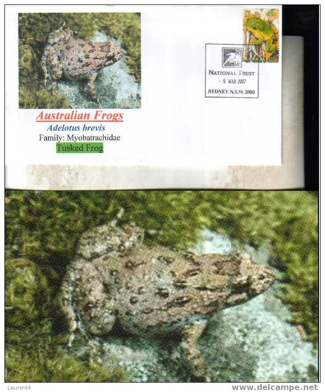 1 Australian Frog Cover + Postcard -1 Enveloppe Et Carte De Grenouille Australienne - Frogs