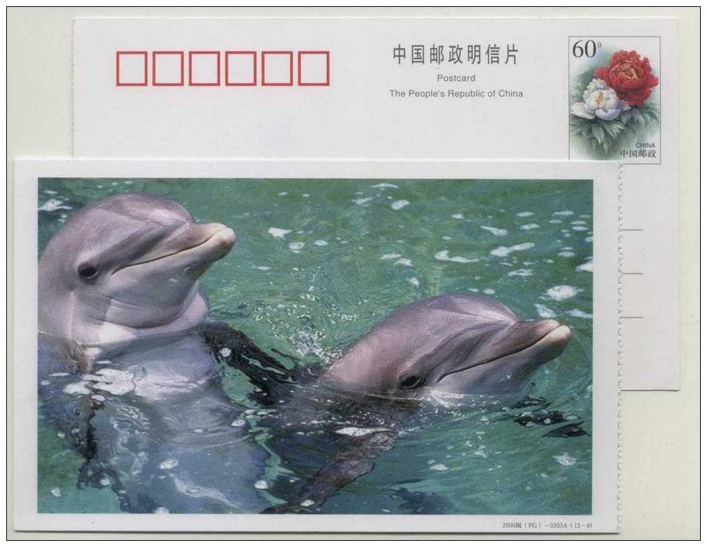 China 2000 Rare Animal Bottle-nosed Dolphin Advertising Pre-stamped Card - Dolfijnen