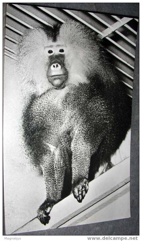 Pavian,Monkey, Animals, Postcard - Scimmie