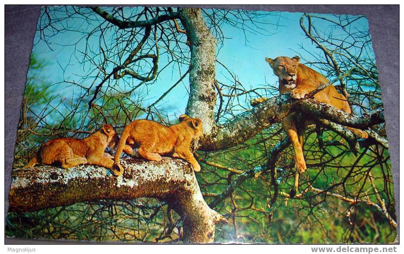 Lions On The Tree, Wild Animals, Postcard,Africa - Leones