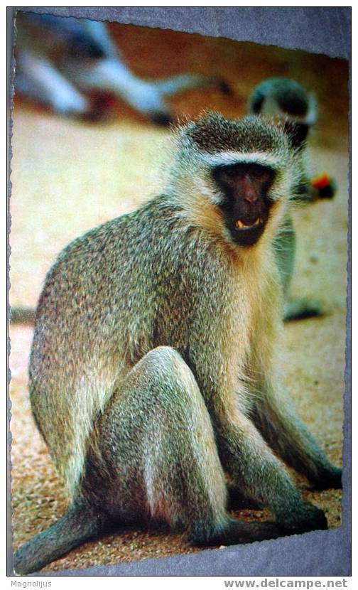 Monkey,Green Cercopithecus, Animals, Postcard,Africa - Singes