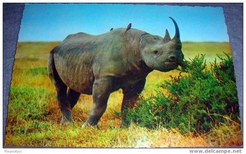 Rhinoceros, Wild Animals, Postcard,Africa - Neushoorn