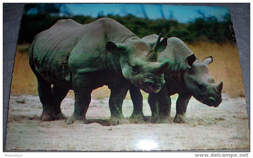 Rhinoceros Black, Wild Animals, Postcard,Africa - Rhinocéros