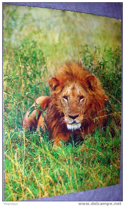 Lion, Wild Animals, Postcard,Africa - Leones