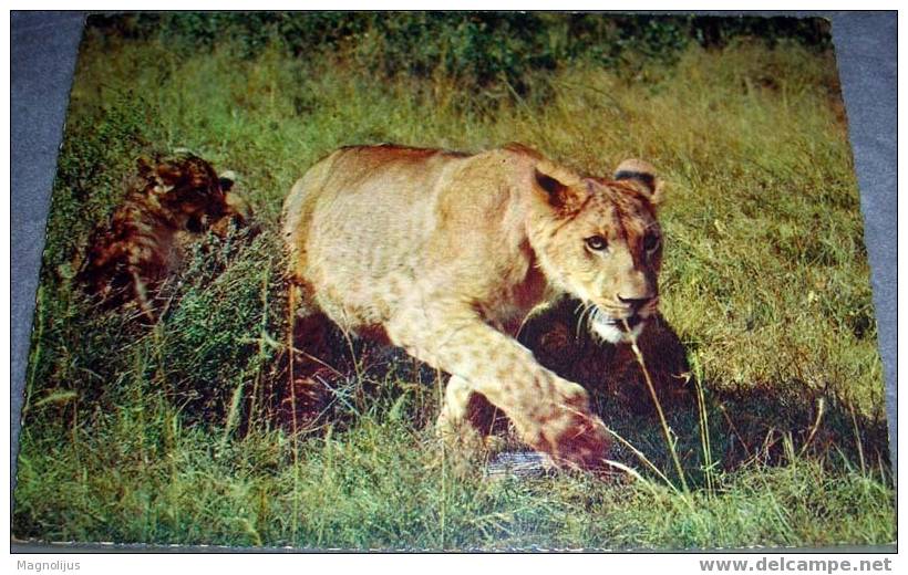 Lion, Wild Animals, Postcard,Africa - Leoni